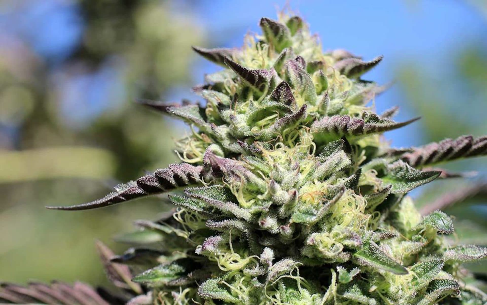 Cannapot und Marihuanasamen: Eine unschlagbare Kombination