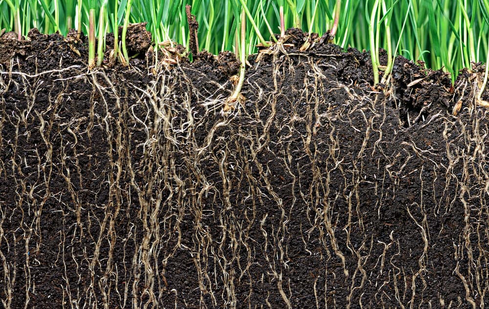 Mutterpflanzen: Die Kunst der erfolgreichen Mutterpflanzen-Kultivierung