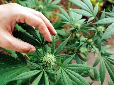 Cannapot und Marihuanasamen: Eine unschlagbare Kombination