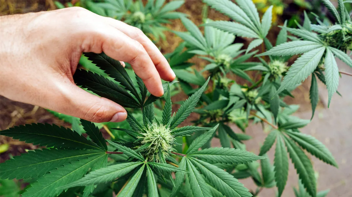 Cannapot und Marihuanasamen: Eine unschlagbare Kombination